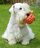 Sealyham Terrier 8M3D-08